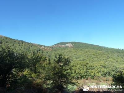 El Castañar de El Tiemblo , Un bosque mágico;grupo montaña madrid;asociaciones de senderismo en m